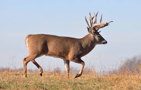Whitetail Deer